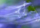 Linda Jackson - Bluebell Blur (Ron Harrison Trophy for best small print).jpg